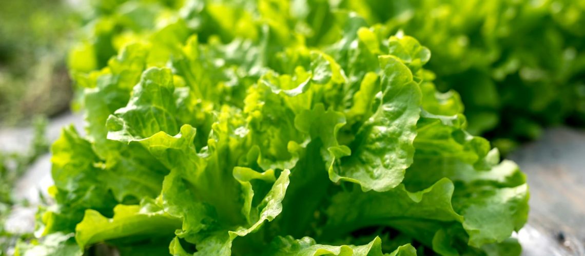Manger de la salade le soir, bonne ou mauvaise idée ? Réponse d'une médecin nutritionniste